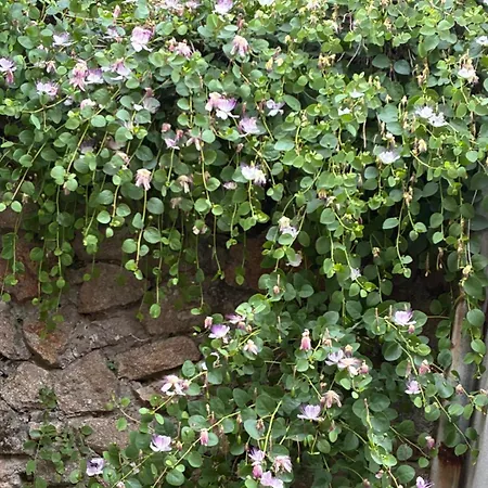 Casa I Capperi Διαμέρισμα *