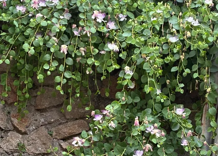 Casa I Capperi 公寓 *